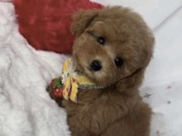 Toy Poodle Yavru Köpekler