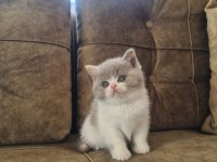 Bicolour Dişi Güzellik British Shorthair