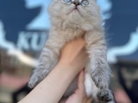MASMAVİ PAMUK GİBİ BLUE POİNT BRİTİSH LONGHAİR