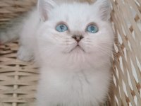 Mavi gözlü safkan british shorthair yavrular