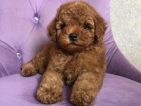 TOY POODLE YAVRULARI