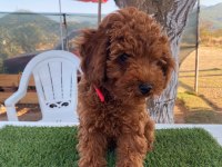 Aşılı poodle köpeğimiz