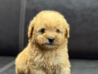 Maltipoo erkek yavru üç aylık