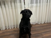 Temel İtaat Eğitimi mevcut Labrador