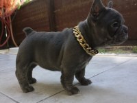 French Bulldog puppys