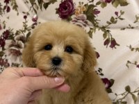 KİLOGRAM GARANTİ MALTIPOO MİNİ BOY