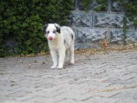 Bluw Merle Border Collie