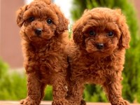 Red Brown Toy Poodle Yavrular