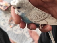 Yeni yeme düşen bebek muhabbet kuşu yavrular