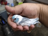 3.5 aylık güzel pied sultan papağanı yavrusu