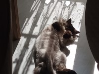 Ücretsiz Scottish Blue Point Kedi Sahiplendirme