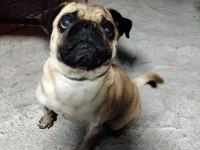 Acil Sahiplendirilecek Pug Köpeğimiz