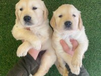 Baby Face Golden Retriever Yavruları