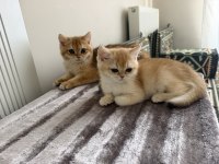 Mükemmel british shorthair golden yavrular