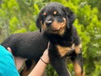 Rottweiler Yavru Köpeğimiz
