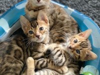 HİPOALERJENİK BENGAL YAVRULARI OZYFELİNES