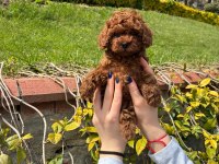 ORJİNAL IRK VE SAĞLIK GARANTİLİ POODLE YAVRULARIMIZ