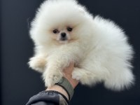Pemıde köpek çiftliğinden teddy pomeranian 