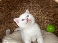 Koca kafa bir yıl be scottish fold kediler