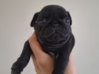 Pug köpeği yavrularımız