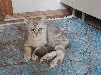 Kedilerimiz pars ve mars