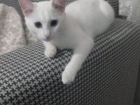 Minik kızımız için yuva arıyoruz