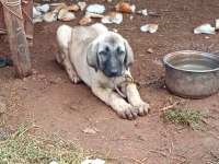 Kaliteli kangal yavrusu dişi