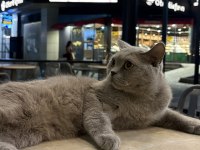 Uysal british kızımız