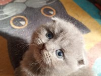 Irkının En İyisi Scottish Fold Yavrum