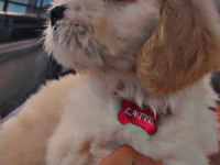Küçük Sevgi Dolu Köpeğimize Ömürlük Yuva Arıyoruz