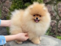 Yavru köpeğimiz pomeranian boo