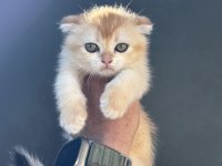 Ankarada ziyarete açık golden scottish fold yavrumuz