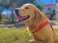 Erkek Golden Retriever