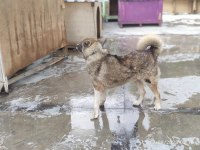 KAFKAS ÇOBAN KÖPEĞİ