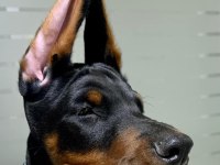 A kalite garantili doberman bebekler