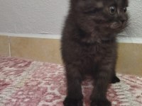 Yavrumuz yeni yuvasını bekliyor british shorthair