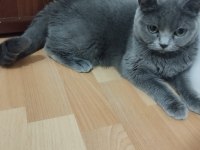 British kedimiz 2 kedim olduğu için satmak zorunda kaldım
