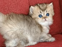 British longhair golden ny25 dişi yavrular