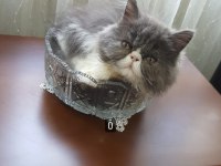 İran persian