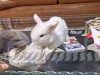 Cins bebek tavşanlar