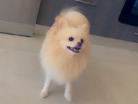 6.7 aylık erkek pomeranian