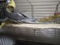 4 aylık sultan papağanı sahiplendirme