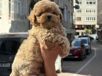 GERÇEK SAF KAN MALTİPOO