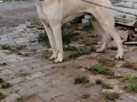 6 aylık Aslan parçası