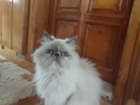 Mavi gözlü ipek tüylü kedimiz