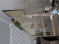El beslene Lori