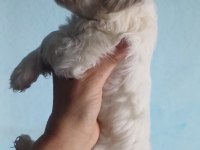 Top Kafa Orjinal Maltese