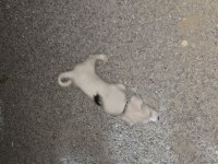 Terrier kırma köpeğimiz acil