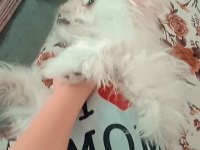 Terrier (Maltese)