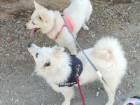 Pomeranian spitz yavrular